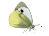 Large White (Pieris brassicae) IN004