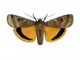 Large Yellow Underwing (Noctua pronuba) IN001