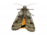 Large Yellow Underwing (Noctua pronuba) IN002