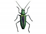 Leaf Beetle (Donacia vulgaris) IN001