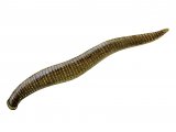 Leech (Erpobdella octoculata) OS009