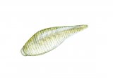 Leech (Helobdella stagnalis) OS008