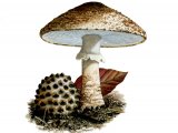 Lepiota aspera (Freckled Dapperling) FU001