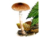 Lepiota boudieri FU004