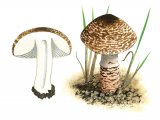 Lepiota brunneoincarnata FU013