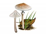 Lepiota cristata FU005