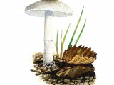 Lepiota forquignonii FU018