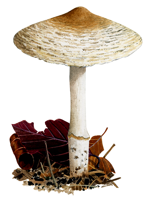 Lepiota ignivolvata FU011