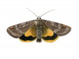 Lesser Broad-boardered Yellow underwing (Euschesis janthina) IN001