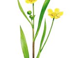 Lesser Spearwort (Ranunculus Flammula) BT0249
