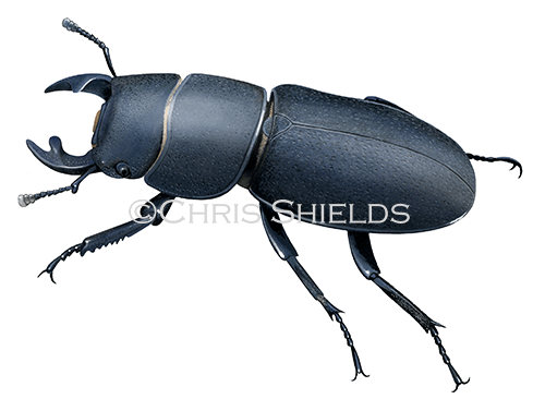 Lesser Stag Beetle (Dorcus parellelipipedus) IN002