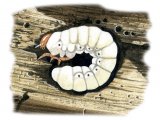Lesser Stag Beetle Larvae (Dorcus parellelipipedus) IN001