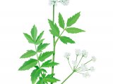 Lesser Water Parsnip (Berula erecta) BT0124