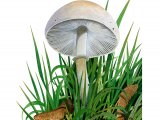 Leucoagaricus levcothites FU009