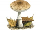 Leucoagaricus wichanski FU003