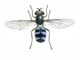 Hoverfly (female) (Leucozona glaucia) IN001