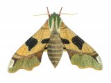 Lime Hawk Moth (Mimas tiliae) IN001