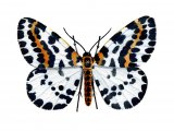 Magpie Moth (Abraxas grossulariata) IN003