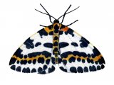 Magpie Moth (Abraxas grossulariata) IN004