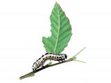Magpie Moth Caterpillar (Abraxus grossulariata) IN001