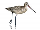Marbled Godwit (Limosa fedoa) BD031