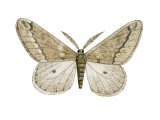 March Moth (Alsophila aescularia) IN001