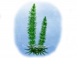 Mares Tail (Hippuris vulgaris) BT0109