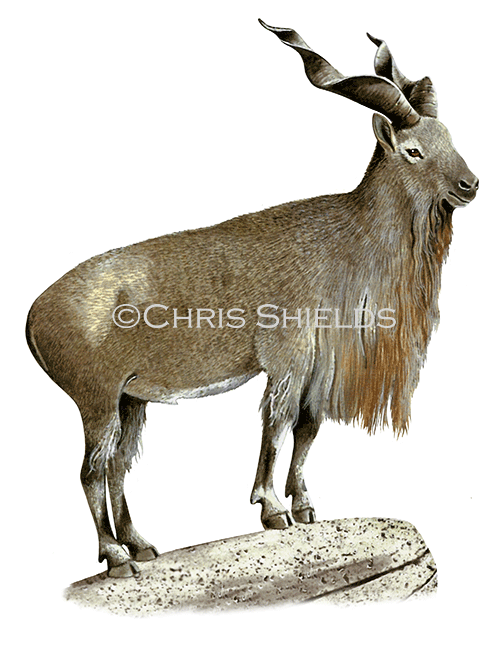 Markhor Wild Goat (Capra falconeri) M0011