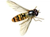 Hoverfly (Marmalad) Episyrphus balteatus IN002