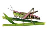 Meadow Grasshopper (Chorthippus parallelus) IN001