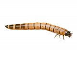 Mealworm (Tenebrio molitor) IN001