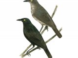 Micronesian Starling (Aplonis opaca) adult and immature BD033