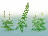 Milfoils - Spicked milfoil (Myriophyllum spicatum) Whorled Milfoil (verticillatum) Alternate-flowered Milfoil) BT0128