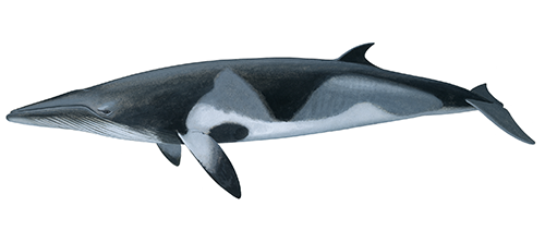 Minkie Whale (Balaenoptera acutorostrata) M001
