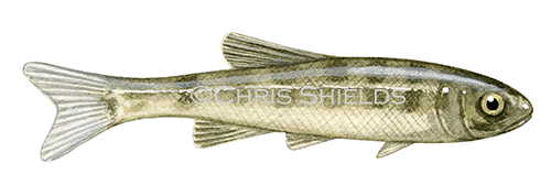 Minnow (Phoxinus phoxinus) F0064