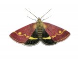 Mint moth (Pyrausta aurata) IN001