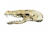 Mole_Skull_Talpa_europaea_03.jpg