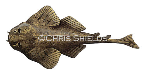 Monk Fish (Squatina squatina) F140