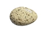 Moorhen egg (Gallimula Chloropus) BD0217