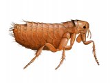 IN133 - Moorhen Flea (Dasypsyllus gallinulae)