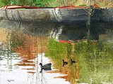 Moorhens on Manchester Canal BD003