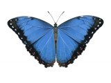 Blue Morpho Butterfly (Morpho peleide) IN001