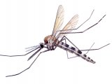 Mosquito (Aedes) IN005