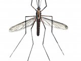 Mosquito (Anopheles plumbens) IN001