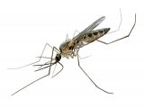 Mosquito (Anopheles plumbeus) IN009