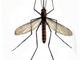Mosquito (Culex pipiens) IN003