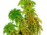Moss (Sphagnum) BT0261