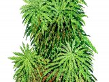 Moss (Sphagnum auriculatum) BT0260