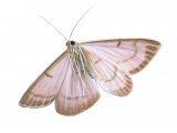 Mother of Pearl Moth (Pleuroptya ruralis) IN001