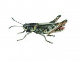 Mottled Grasshopper (Myrmeleotettix maculatus) IN001